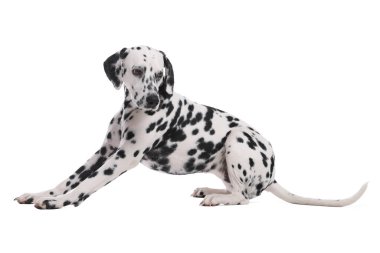 Adorable Dalmatian dog on white background. Lovely pet