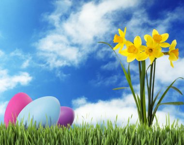 Easter eggs and daffodils in green grass under blue sky, space for text