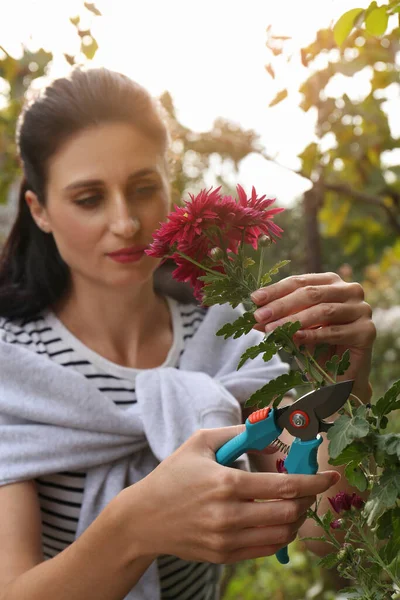 Woman Pruning Pink Flowers Secateurs Outdoors Focus Hands — Stok Foto
