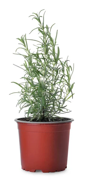 Aromatic Green Potted Rosemary White Background — Φωτογραφία Αρχείου