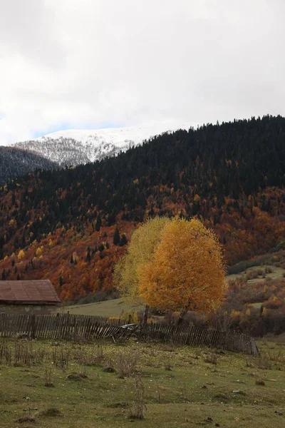 Picturesque View Mountain Landscape Forest Meadow Autumn Day — Foto de Stock