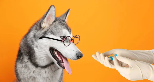 Deworming Veterinarian Anthelmintic Drug Cute Alaskan Malamute Dog Orange Background — Stock Photo, Image