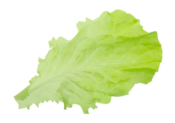 One Fresh Lettuce Leaf Isolated White Burger Ingredient — Fotografia de Stock