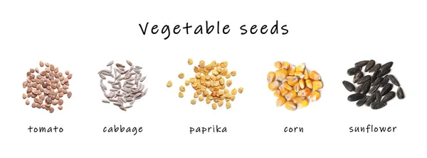 Set Vegetable Seeds Its Names White Background Top View Tomato — Stock Photo, Image