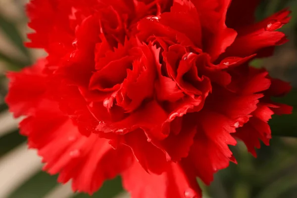 Red Carnation Flower Water Drops Blurred Background Closeup — Stockfoto