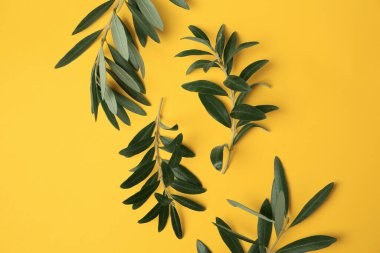 Sarı arka planda taze yeşil yapraklı zeytin dalları, düz uzanmış.