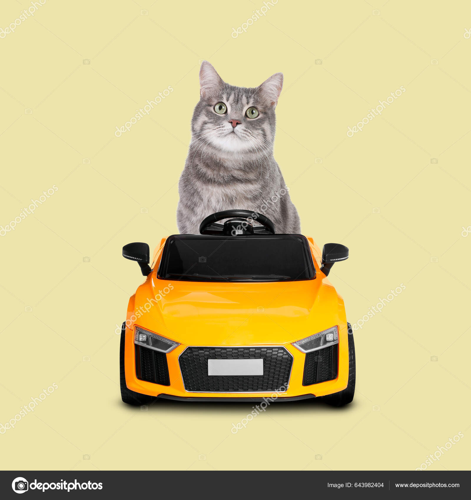 Cat in toy car hotsell