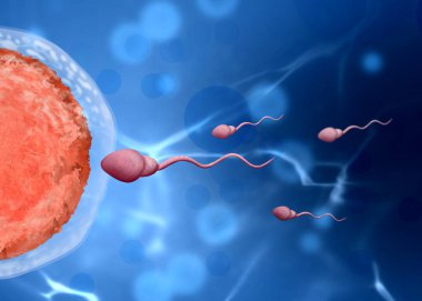Döllenme süreci. Sperm hücreleri mavi arkaplanda yumurtaya taşınıyor
