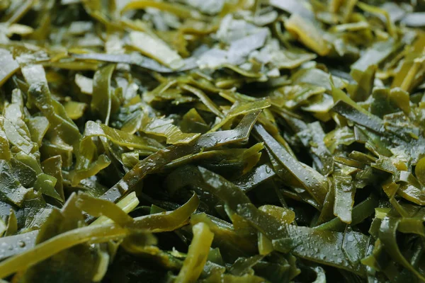 Fresh laminaria (kelp) seaweed as background, closeup