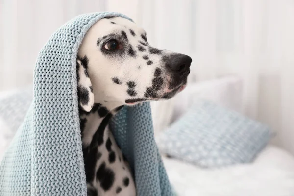 Adorable Dalmatian dog wrapped in blanket indoors
