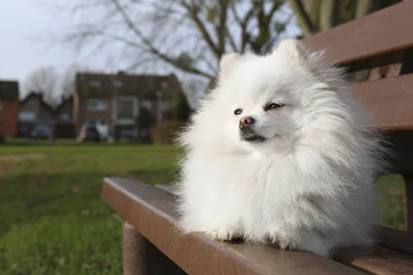 Cute Fluffy Pomeranian Dog Wooden Bench Outdoors Space Text Lovely — Stock Photo, Image