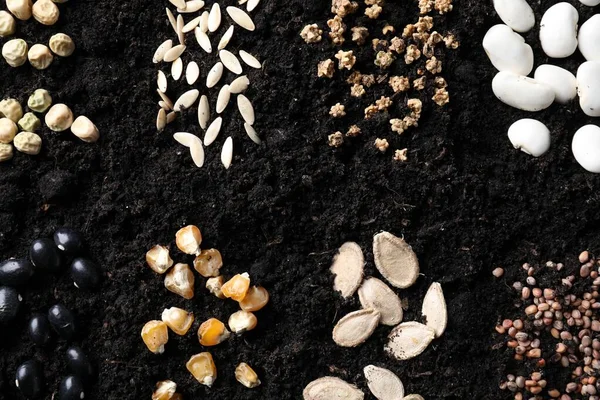 Different Vegetable Seeds Fertile Soil Flat Lay — ストック写真