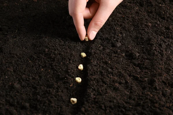 Woman Planting Pea Seeds Fertile Soil Closeup Vegetable Growing — Fotografia de Stock