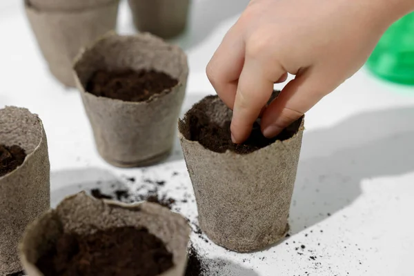 Little Girl Planting Vegetable Seeds Peat Pots Soil White Table — Stockfoto