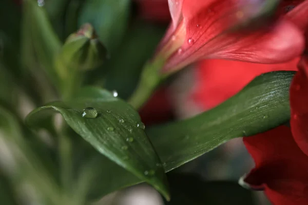 Gyönyörű Levelek Virágok Vízcseppekkel Elmosódott Háttéren Közelkép — Stock Fotó