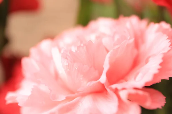 Zarte Nelkenblüte Mit Wassertropfen Auf Verschwommenem Hintergrund Nahaufnahme — Stockfoto