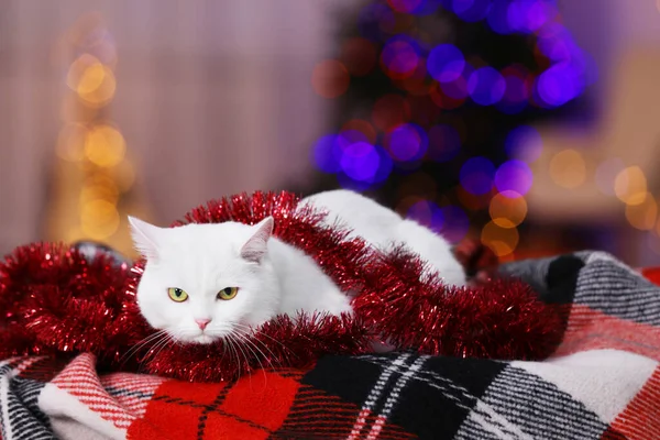 Christmas Atmosphere Cute Cat Tinsel Lying Plaid Indoors — 스톡 사진