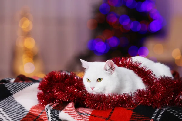 Kerstsfeer Schattige Kat Met Klittenband Liggend Plaid Binnen Ruimte Voor — Stockfoto