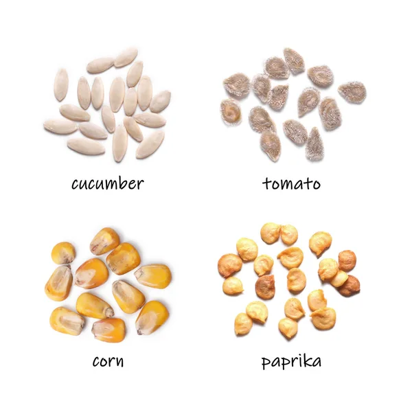 一组蔬菜种子及其名称在白色背景上 顶视图 玉米和木薯 — 图库照片