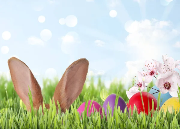Easter Celebration Bunny Hiding Painted Eggs Green Grass Sunny Day — Fotografia de Stock