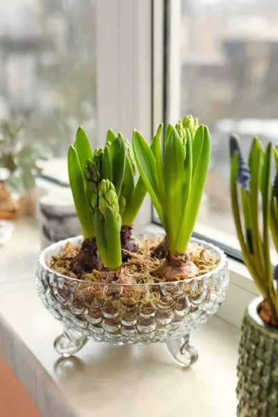 Spring Coming Beautiful Bulbous Plants Windowsill Indoors Stock Photo