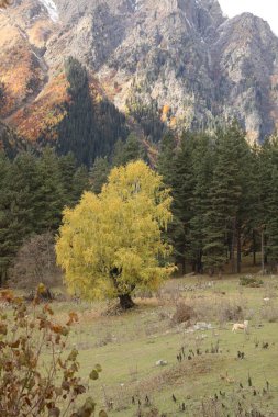 Picturesque view of mountain landscape with forest and meadow on autumn day