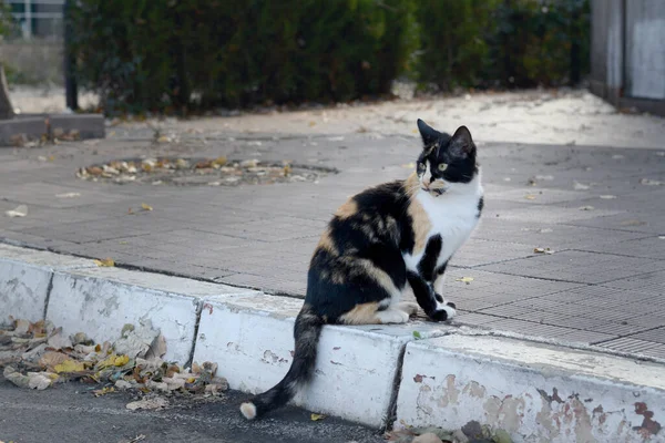 Gato Solitario Pavimento Aire Libre Mascota Sin Hogar — Foto de Stock