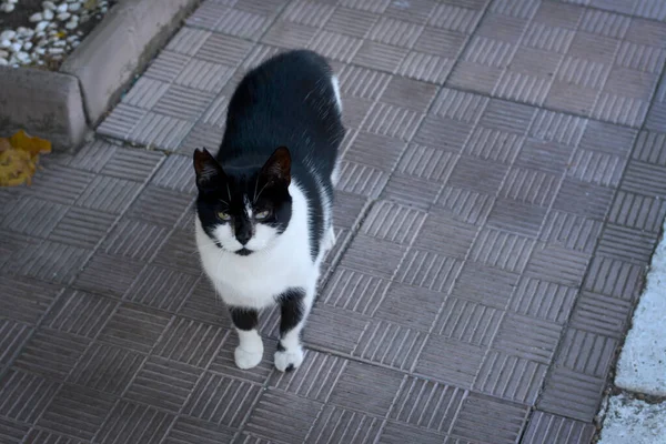 舗装された屋外で孤独な野良猫 ホームレスのペット — ストック写真