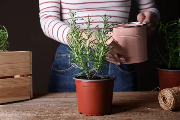 Woman Watering Green Potted Rosemary Wooden Table Closeup — Stockfoto
