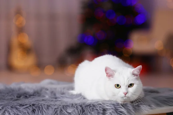 Kerstsfeer Leuke Kat Die Binnen Een Bontkleed Ligt Ruimte Voor — Stockfoto