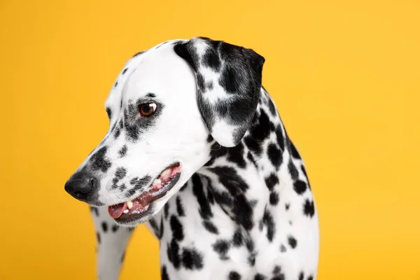 Привабливий Далматинський Собака Жовтому Тлі Прекрасна Тварина — стокове фото