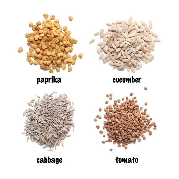 stock image Set of vegetable seeds and its names on white background, top view. Paprika, cucumber, cabbage and tomato