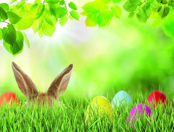 Великоднє Святкування Кролик Ховається Біля Розписаних Яєць Зеленій Траві Сонячний — стокове фото