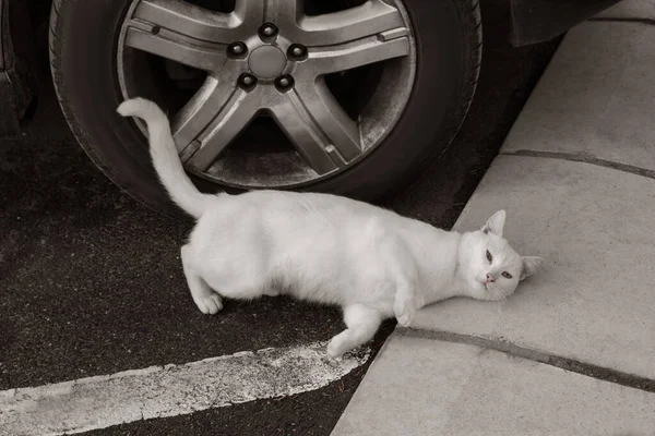 孤独な野良猫が車の近くのアスファルトの上に横たわっている ホームレスのペット — ストック写真