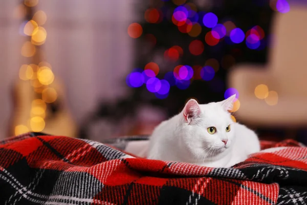 Christmas Atmosphere Cute Cat Lying Plaid Indoors Space Text — Stockfoto