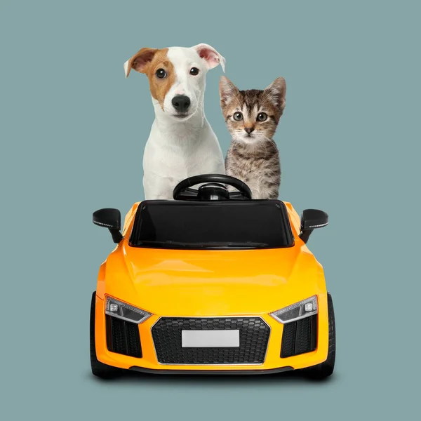 可愛いですジャック ラッセル テリアとタビー子猫でおもちゃの車の中でほこりっぽい青の背景 — ストック写真