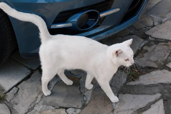 車の屋外近くの石の表面に孤独な野良猫 ホームレスのペット — ストック写真
