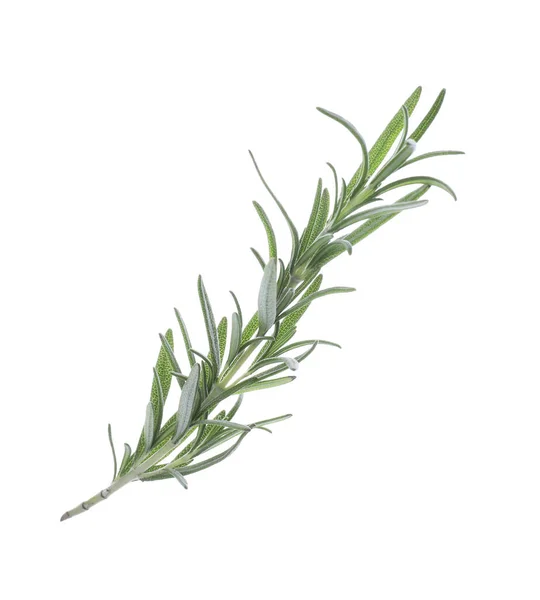 Rosemary Verde Fresco Isolado Branco Erva Aromática — Fotografia de Stock