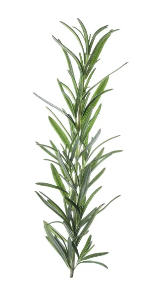 Rosemary Verde Fresco Isolado Branco Erva Aromática — Fotografia de Stock