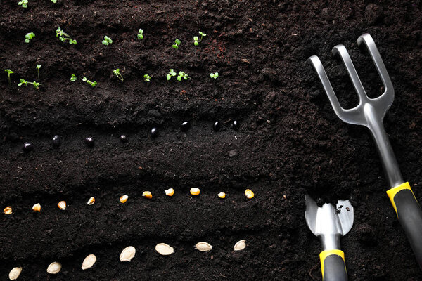 Different vegetable seeds and tools on fertile soil, flat lay