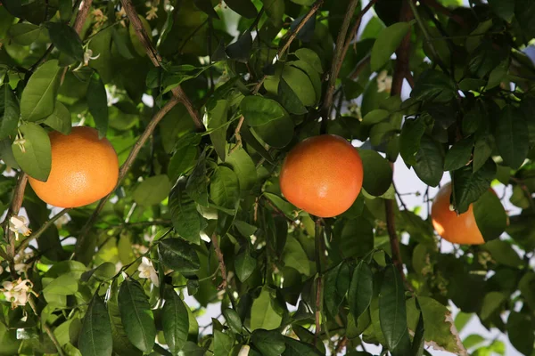 Свежие Спелые Грейпфруты Растущие Открытом Воздухе — стоковое фото