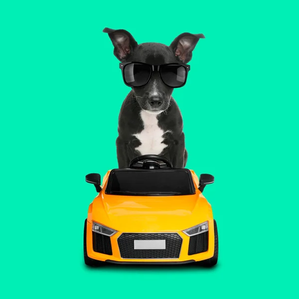 Adorable puppy with stylish sunglasses in toy car on turquoise background