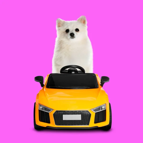 Uroczy Niemiecki Pies Spitz Zabawkowym Samochodzie Magencie Tle — Zdjęcie stockowe