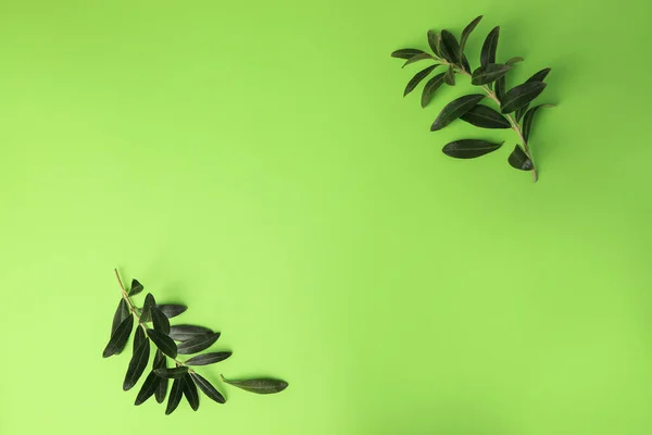 橄榄枝 背景浅绿色 案文的篇幅 — 图库照片