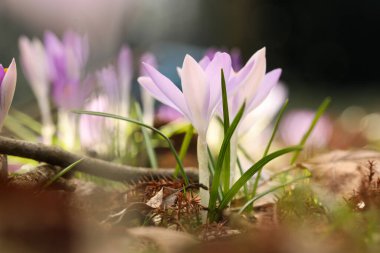 Dışarıda yetişen güzel kır çiçekleri, yakın çekim manzarası.