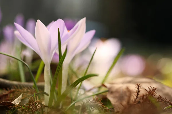 Gyönyörű Crocus Virágok Nőnek Szabadban Közelről Szöveg Helye — Stock Fotó
