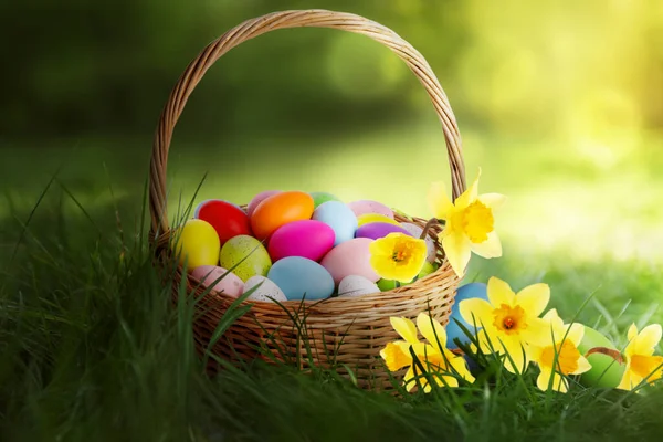 Yeşil Çimlerde Boyanmış Paskalya Yumurtaları Nergislerle Dolu Hasır Sepet — Stok fotoğraf