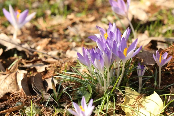 Many Beautiful Violet Crocus Flowers Growing Outdoors — Stock Photo, Image
