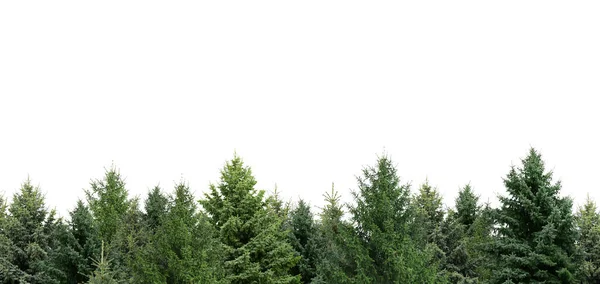 Wiele Różnych Drzew Iglastych Białym Tle — Zdjęcie stockowe