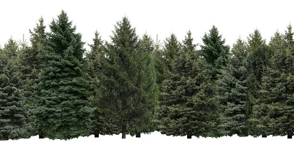 Много Различных Хвойных Деревьев Белом Фоне — стоковое фото